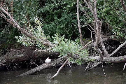 Bateau sur la Loire : animaux