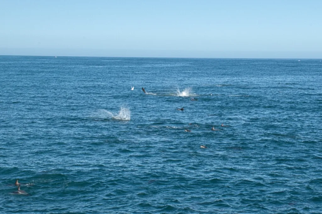 voir des dauphins en nouvelle zélande - dusky dolphin