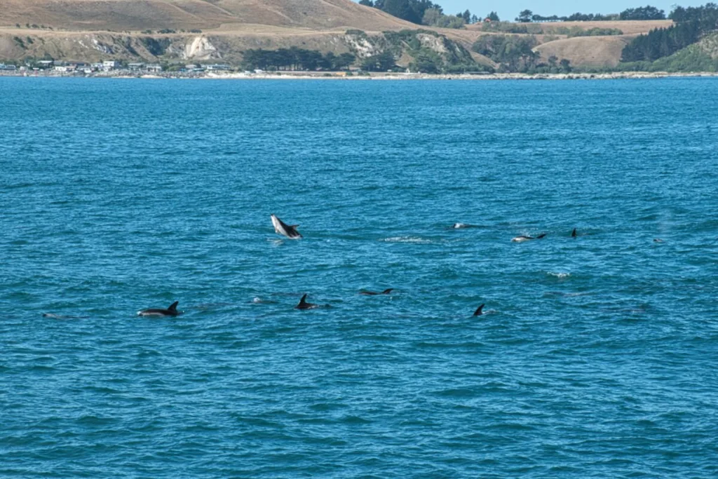 observer des dauphins à Kaikoura - Whale watch mon expériance