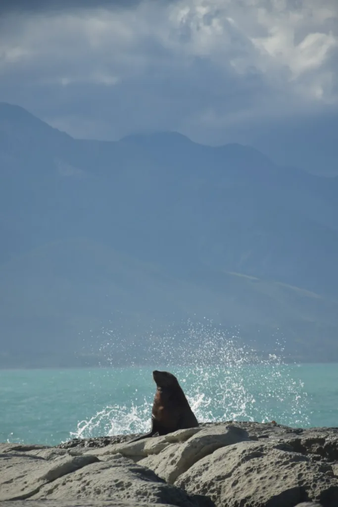 où voir des animaux à kaikoura