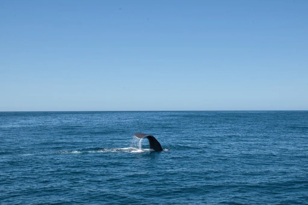 Baleine à Kaikoura - observation marine nouvelle-zélande