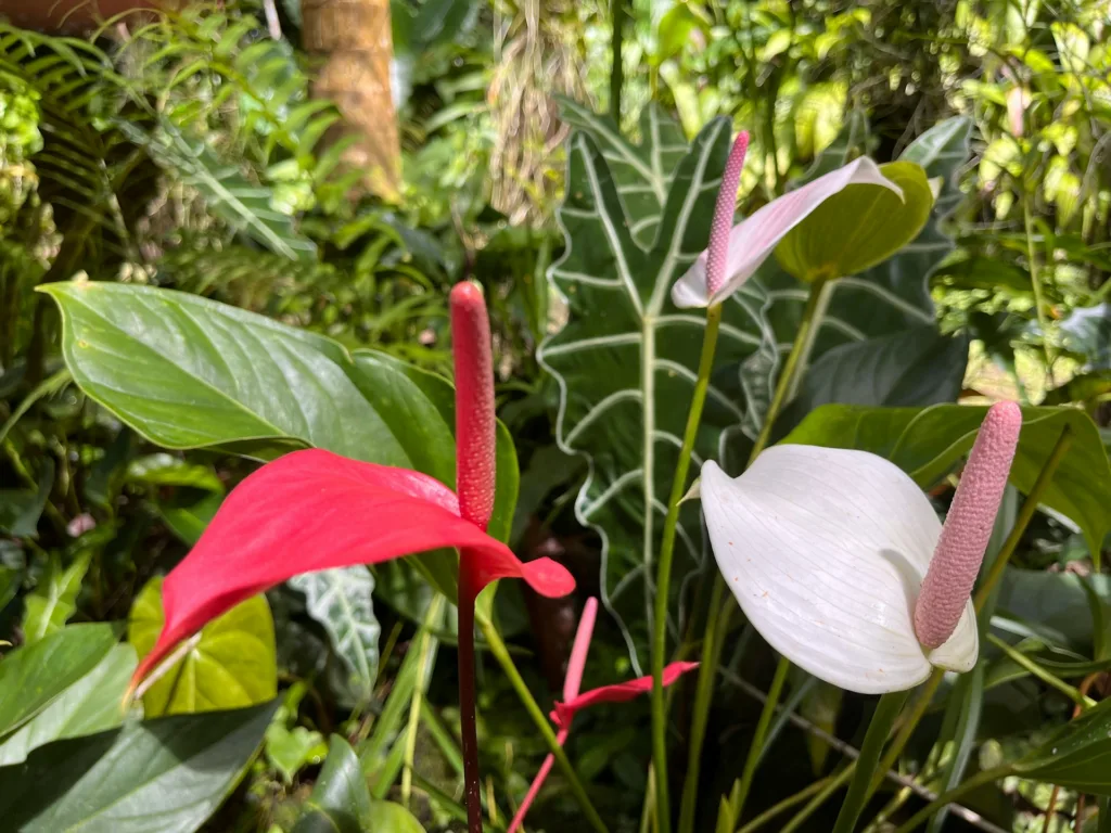 Que faire à Nadi : Sleeping giant garden : fleurs tropicales