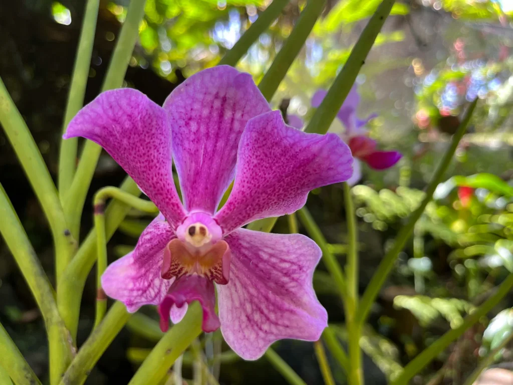 orchidée au jardin de sleeping giant à Nadi aux Fidji : que voir à Nadi