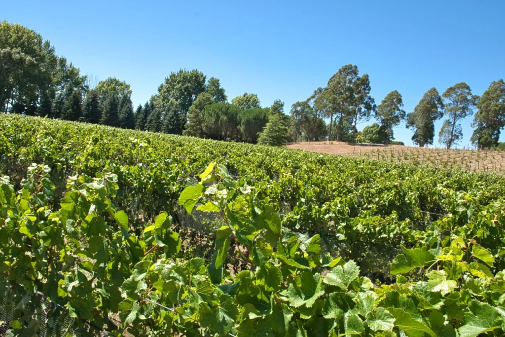 Vignobles à visiter Bleinheim - Visiter les Marlborough