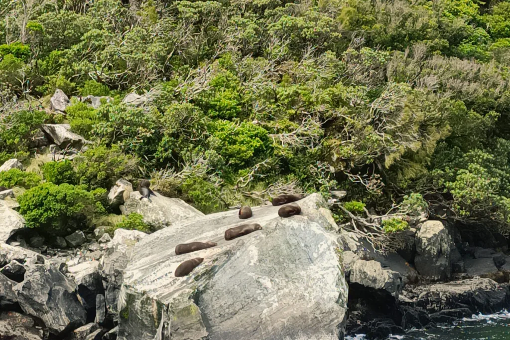 Otaries à fourrure dans Milford Sound - observation animalière
