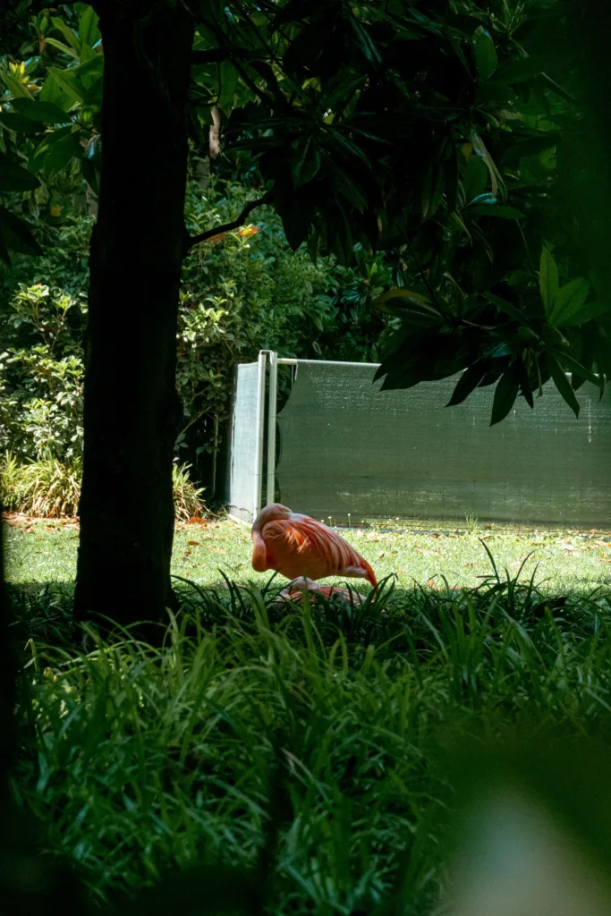 Flamands rose à Milan un insolite à voir