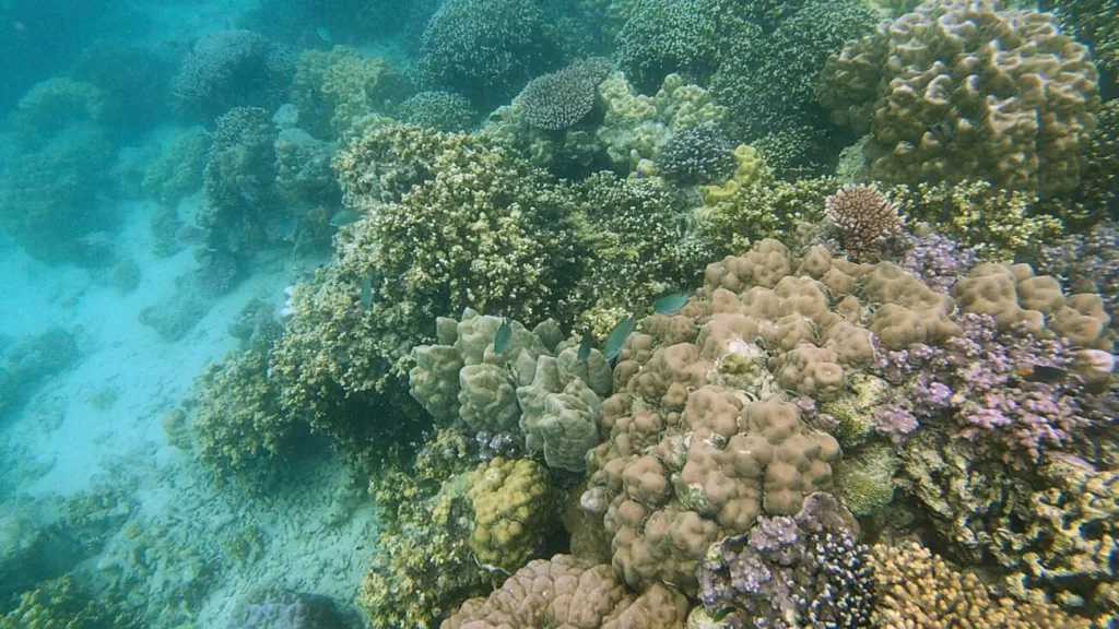Fond marins aux Fidji : excursion de snorkeling avec Captain Cook cuises