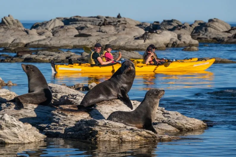 Kaykoura tour en Kayak de mer - Que faire à Kaikoura