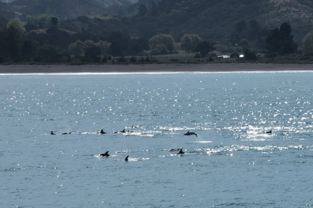Observer les dauphins à Kaikoura