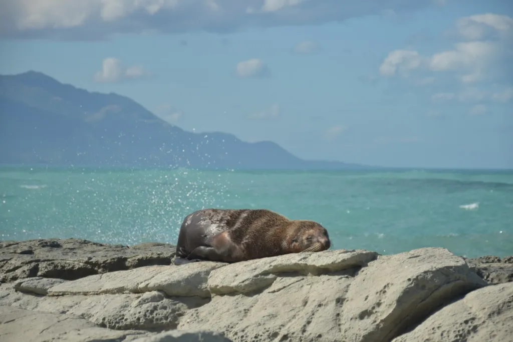 Que faire à Kaikoura - observer les otaries