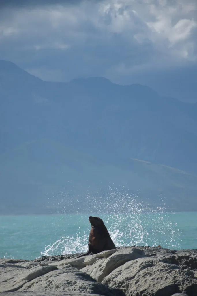 Visiter Kaikoura - observer les otaries